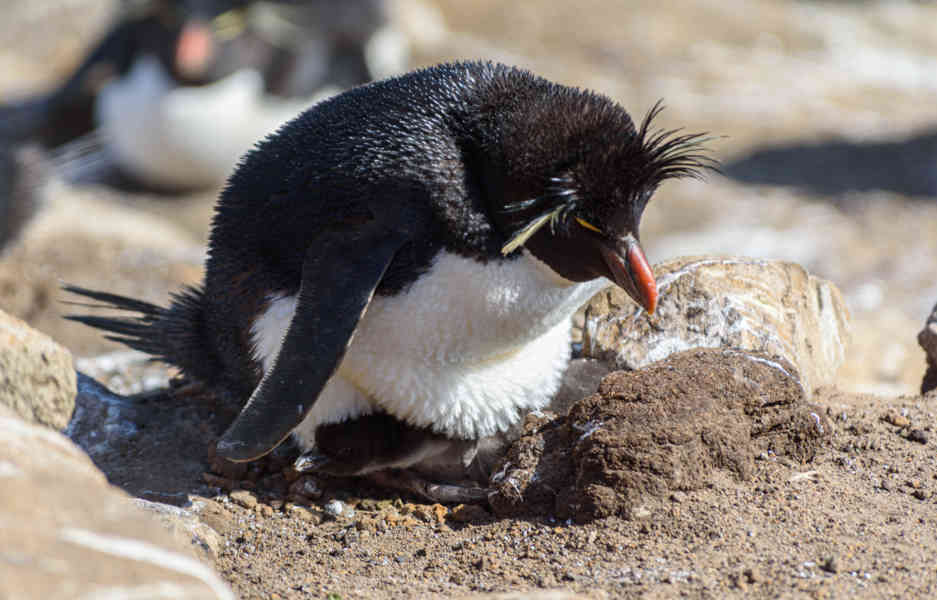 Pingüino Rockhopper - islas Falkland o Malvinas 32.jpg